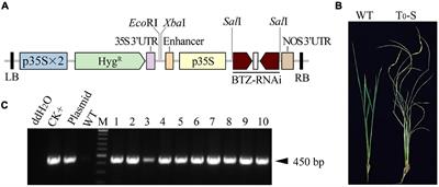 Construction of a Novel Female Sterility System for Hybrid Rice